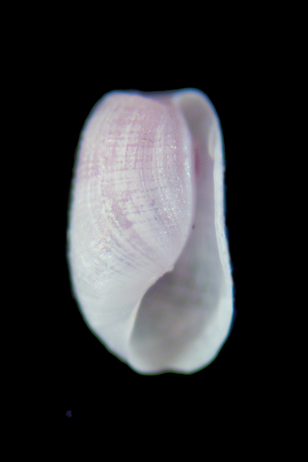 Retusa desgenettii